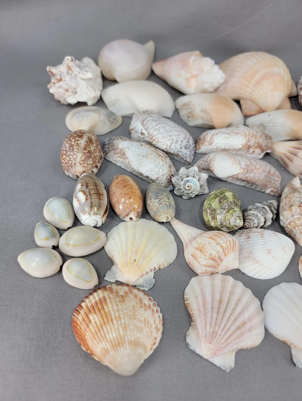 Assorted Seashell Shell Lot Coastal Beach Wedding Crafts Nautical Decor
